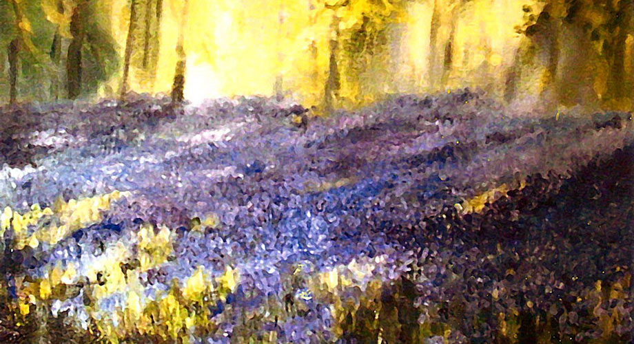 Bluebells 2